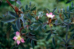 ROSA GLAUCA (shrub)